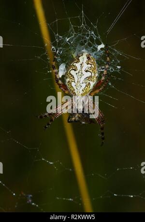 Foglie di quercia radnetzspinne Foto Stock