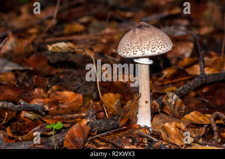 Ombrellone fungo Macrolepiota procera, Catalogna, Spagna Foto Stock