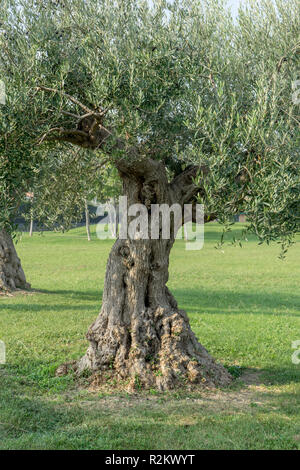 Vecchio nodoso albero di olivo nel parco di Sirmione in Italia Foto Stock