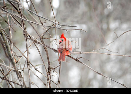 Un maschio cardinale cercando di mantenere caldi in inverno seduto su un ramo guardando la telecamera Foto Stock