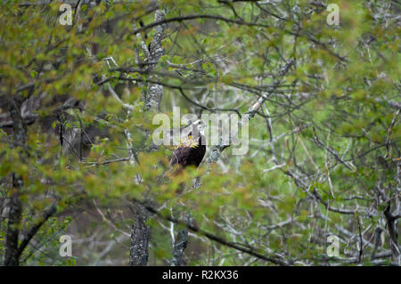 Hawk in una struttura ad albero Foto Stock