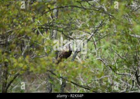 Hawk in una struttura ad albero Foto Stock