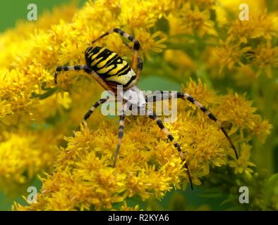 Giallo su giallo Foto Stock