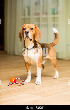 Adulto di razza beagle cane si erge sul pavimento di una stanza vicino al suo giocattolo Foto Stock