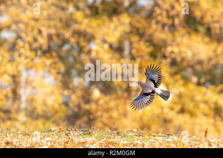 Jay in volo in autunno bello e mite la luce del mattino con foglie di giallo in background. Fotografato in Hainault Foresta Campagna Parco in Inghilterra Foto Stock