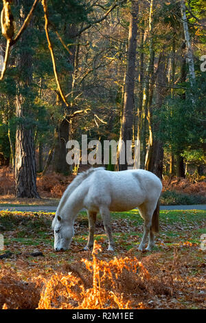 Grigio New Forest pony pascolano sulla brughiera nella nuova foresta, Hampshire, Inghilterra, Regno Unito Foto Stock