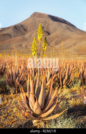 Aloe Vera Agricoltura su terreni vulcanici Foto Stock