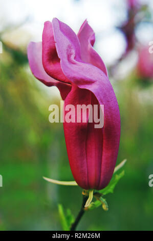 Fiamma magnolia Foto Stock