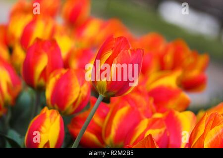 Tulip gruppo Foto Stock