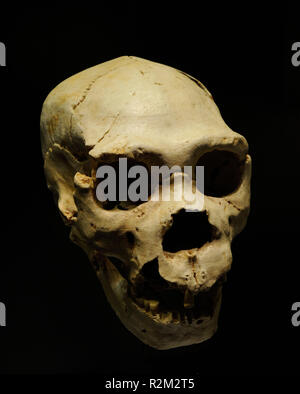 Homo Heidelbergensis. Cranio 5 e mandibola A-888 di un individuo adulto, chiamato Miguelon. Trovato nella Sima de los Huesos, Atapuerca (provincia di Burgos, Castiglia e Leon). Museo Archeologico Nazionale. Madrid. Spagna. Foto Stock