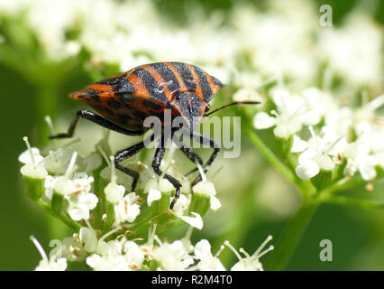 streifenwanze Foto Stock