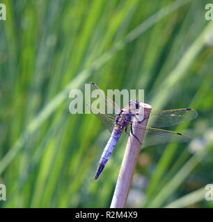 Meraviglia Blu [libellula depressa] Foto Stock