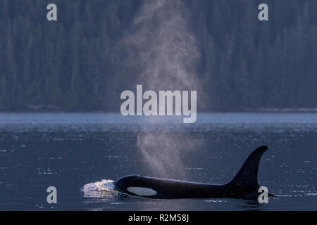 Northern resident balena killer che viaggia lungo l'isola di Vancouver litorale a Johnstone Strait, Prime Nazioni Territorio, British Columbia, Canada. Foto Stock