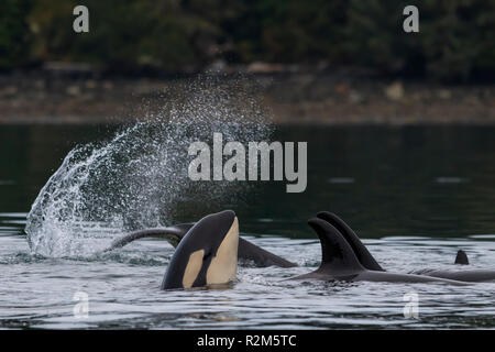 Pod di famiglia del nord residente balene killer (Orcinus orca) giocando vicino a Broughton arcipelago, Prime Nazioni Territorio, fuori dall'Isola di Vancouver, Br Foto Stock