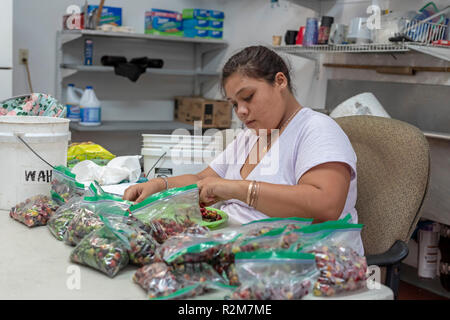 Il capitano Cook, Hawaii - il lavoratore di qualità La qualità dei chicchi di caffè (ciliegie di caffè) da un produttore indipendente presso il Royal Kona Coffee piano di tostatura Foto Stock