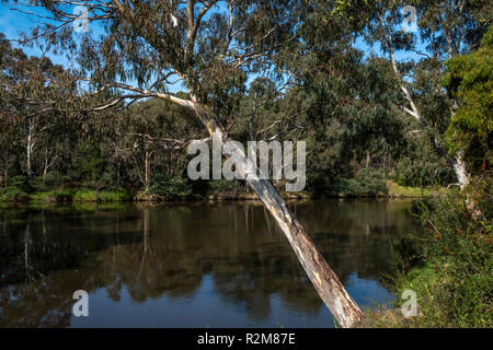 Gli alberi di gomma sopra il fiume Yarra in Abbotsford, Melbourne, Australia. Foto Stock