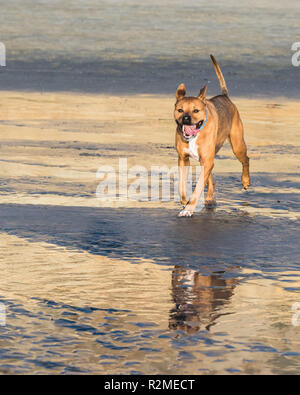 Cane che corre sulla spiaggia Foto Stock