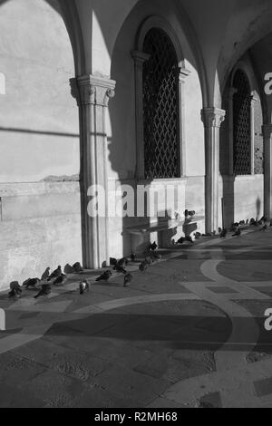 I piccioni a Venezia presso il Palazzo Ducale, b/w Foto Stock