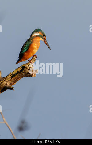 Kingfisher su un ramo Foto Stock