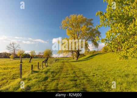 Pioppo nero, Populus nigra Foto Stock