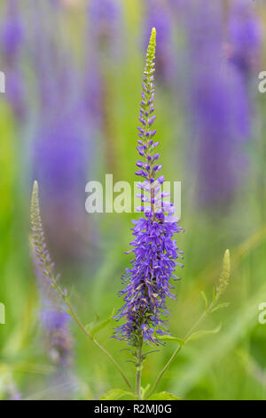 Giardino speedwell, Veronica longifolia, fiore dell'anno 2018 Foto Stock