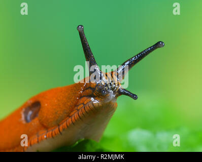 Slug Foto Stock