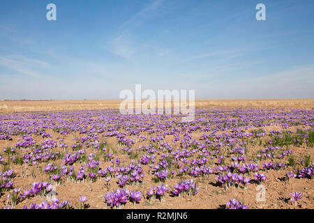 Una piantagione di zafferano nel villaggio Talkhebakhsh nella provincia di Khorasan, Foto Stock