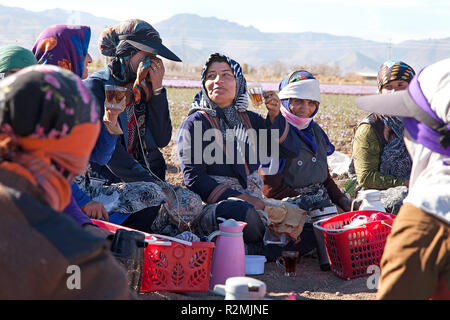 Durante la pausa, il raccolto i lavoratori di bere il tè nero sulla piantagione di zafferano in Talkhebakhsh, Foto Stock