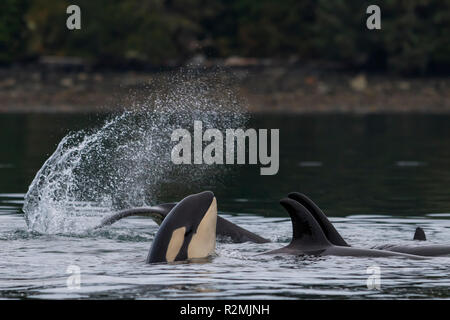 Pod di famiglia del nord residente balene killer (Orcinus orca) giocando vicino a Broughton arcipelago, Prime Nazioni Territorio, fuori dall'Isola di Vancouver, Br Foto Stock