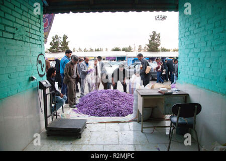 I grossisti nonché privati persone che acquistano lo zafferano fiori al bazaar a Torbat, Foto Stock