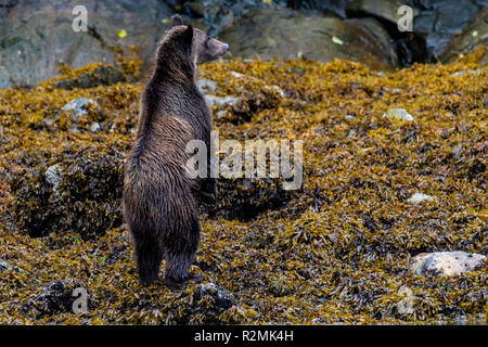 Costiera orso grizzy stabding sulle zampe posteriori lungo la bassa marea linea in ingresso del cavaliere, Prime Nazioni Territorio, British Columbia, Canada. Foto Stock