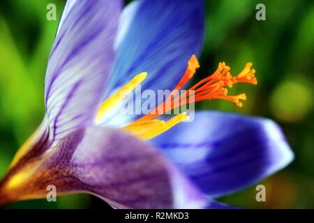 Crocus Foto Stock