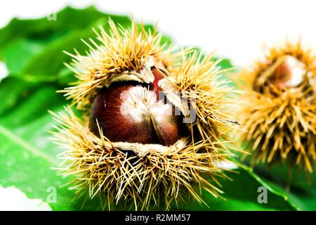castagne Foto Stock