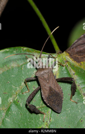 Foglia-footed Bug, Acanthocephala terminalis Foto Stock