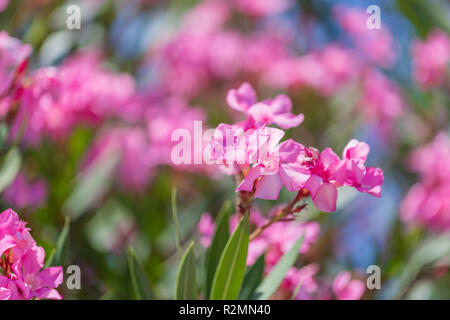 Rosa in fiore oleandro fiori. Nerium oleander. Sfondo floreale. Messa a fuoco selettiva Foto Stock