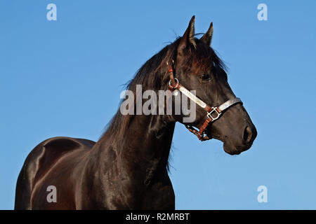 Stallone nero Foto Stock