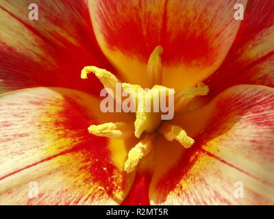 Fiery tulip Foto Stock