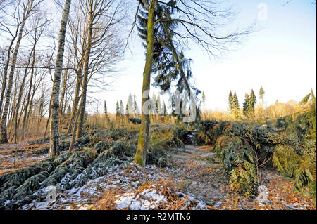 Tempesta 'Friederike' spazzato attraverso la Sassonia alla fine di gennaio 2018 in forza di uragano e lasciato pesanti danni nelle foreste di Sassonia attraverso gli alberi caduti, come qui in Colditzer Wald Foto Stock