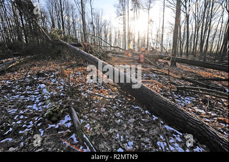 Tempesta 'Friederike' spazzato attraverso la Sassonia alla fine di gennaio 2018 in forza di uragano e lasciato pesanti danni nelle foreste di Sassonia attraverso gli alberi caduti, come qui in Colditzer Wald Foto Stock