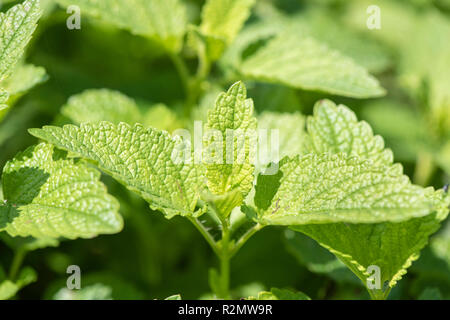 Melissa come pianta medicinale per la medicina naturale e la medicina di erbe Foto Stock