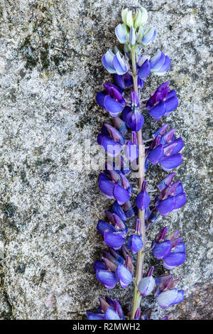 Multi-lasciato, lupino Lupinus polyphyllus, blossom sul terreno pietroso, still life Foto Stock