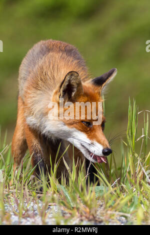 Volpe a caccia Foto Stock