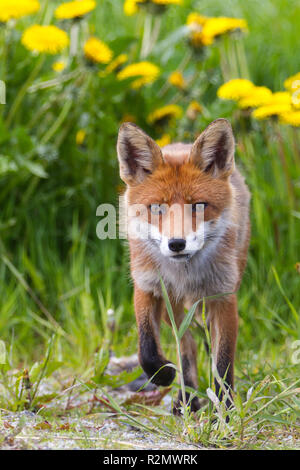 Fox nella parte anteriore dei fiori di dente di leone Foto Stock