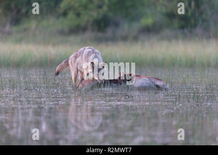 Lupo nel selvaggio, preda, mangiare Foto Stock