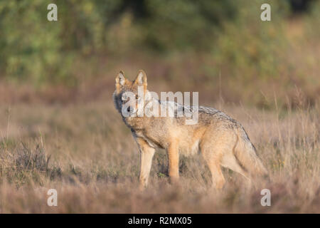 Lupo nel selvaggio Foto Stock