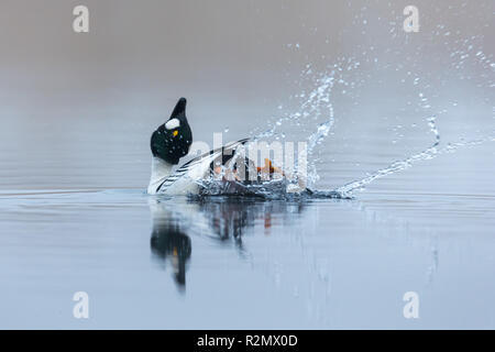 Golden-eye anatroccolo in acqua Foto Stock