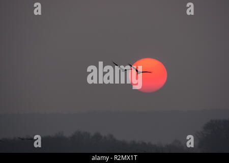 Due gru nella parte anteriore del sole rosso Foto Stock