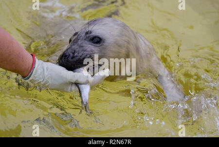 Friedrichskoog, Germania. Xx Nov, 2018. Le quattro settimana di vecchia guarnizione grigio howler 'Elvis' viene alimentato con il pesce nella stazione di tenuta Friedrichskoog. Howlers sono giovani guarnizioni separate in modo permanente dalla loro madre. Credito: Axel Heimken/dpa/Alamy Live News Foto Stock