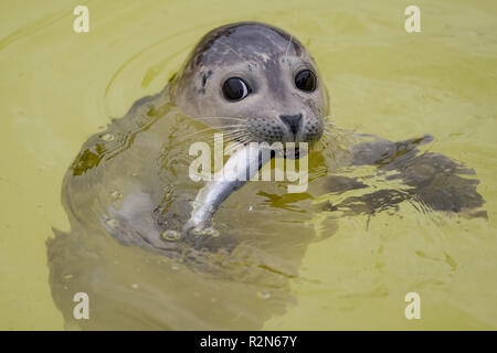 Friedrichskoog, Germania. Xx Nov, 2018. Una guarnizione di tenuta howler mangia il pesce nella stazione di tenuta Friedrichskoog Howlers sono permanentemente separato dalla loro madre giovane guarnizioni. Credito: Axel Heimken/dpa/Alamy Live News Foto Stock