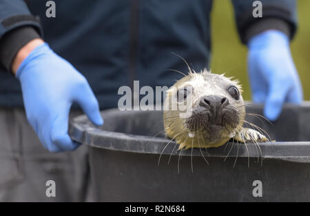 Friedrichskoog, Germania. Xx Nov, 2018. Le quattro settimane di età guarnizione grigio howler 'Elvis' è portato al suo contenitore nella stazione di tenuta Friedrichskoog. Howlers sono giovani guarnizioni separate in modo permanente dalla loro madre. Credito: Axel Heimken/dpa/Alamy Live News Foto Stock